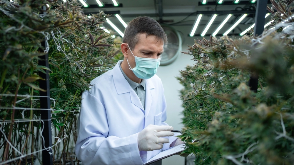 cannabis grower inspecting plant