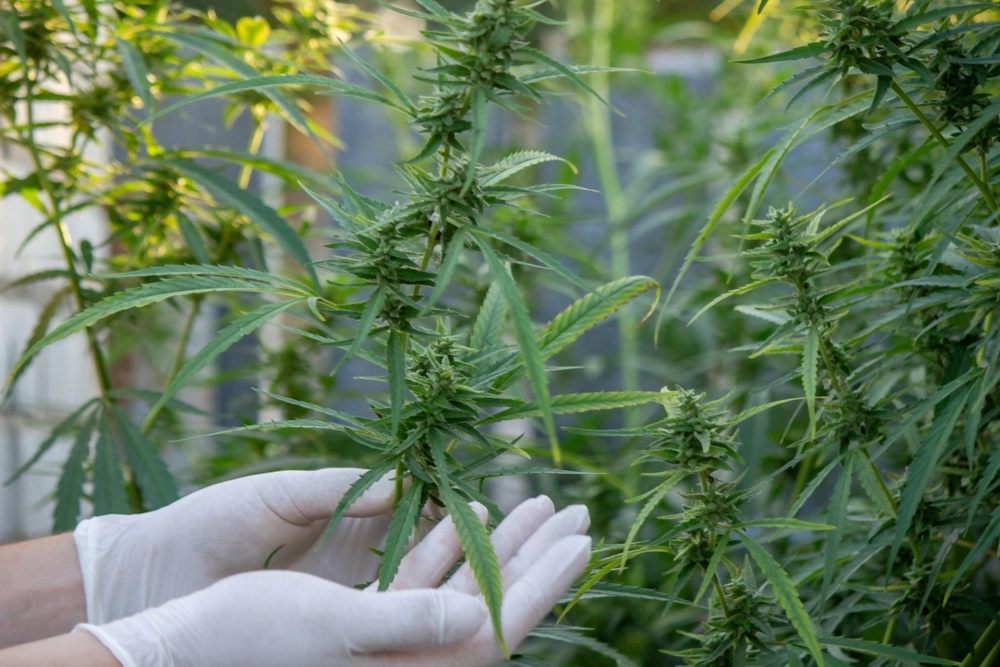 hands inspecting cannabis leaves