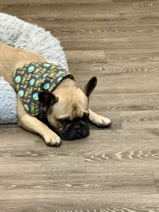 shelter dog laying down