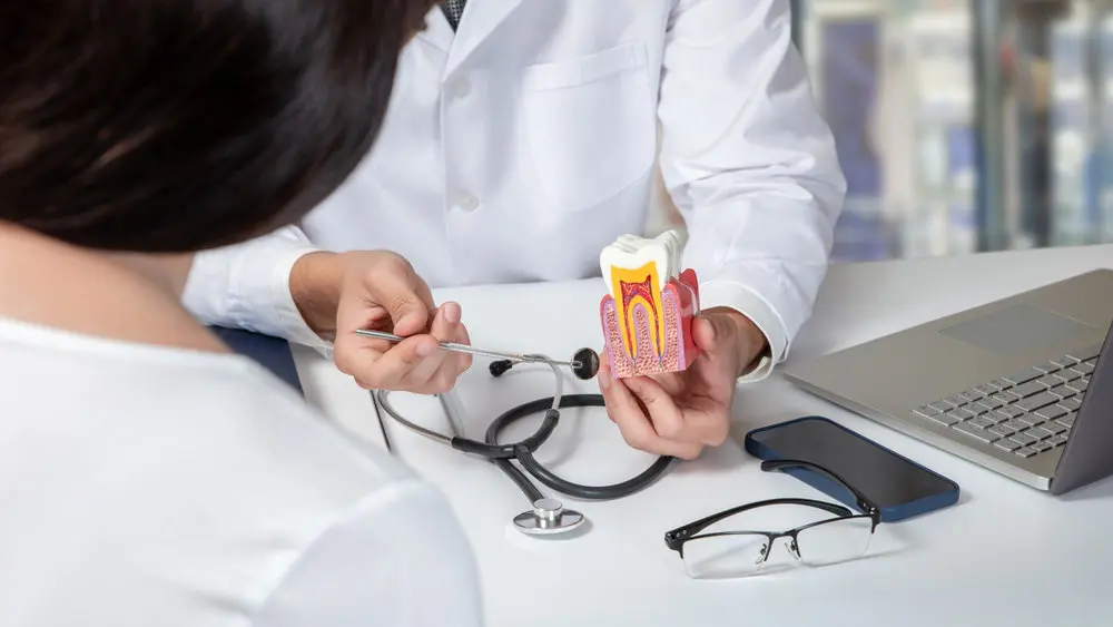 Dentist holding tooth model to explain root canal treatment