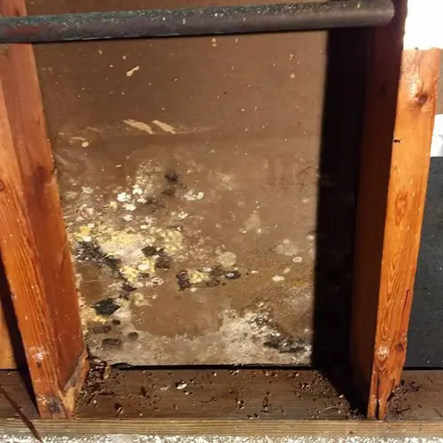 Mold Damage