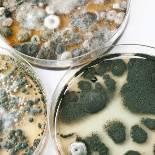 Mold in Cups