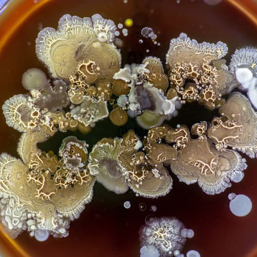 Mold