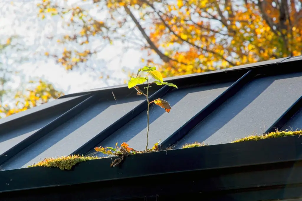 metal roof cleaning algae on top