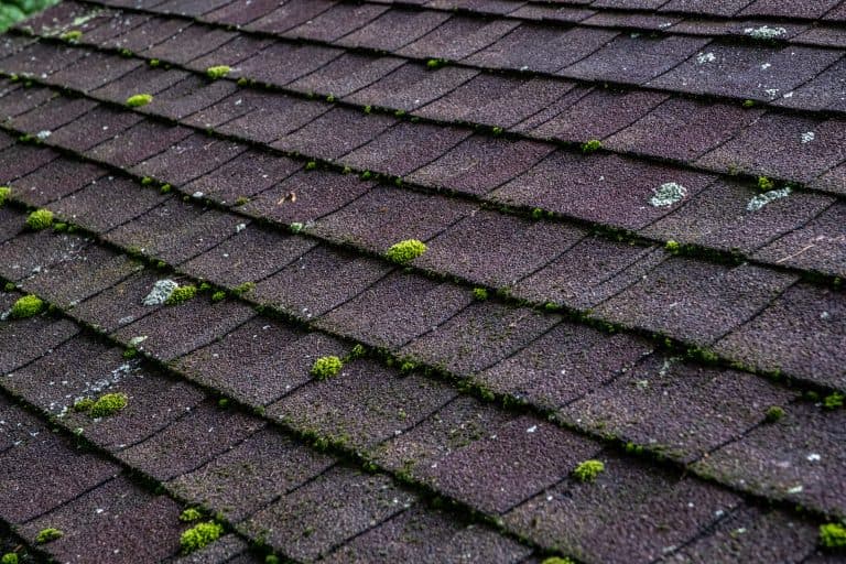 roof moss removal Detailed view of moss and lichen forming on asphalt shingles, representing aging infrastructure and the effects of natural elements on building materials.