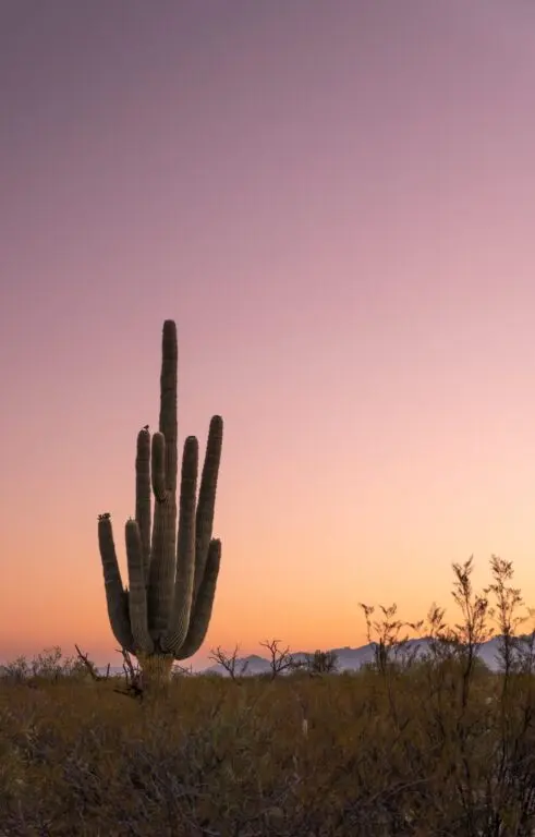 sunrise with silhouette of saguaro cactus