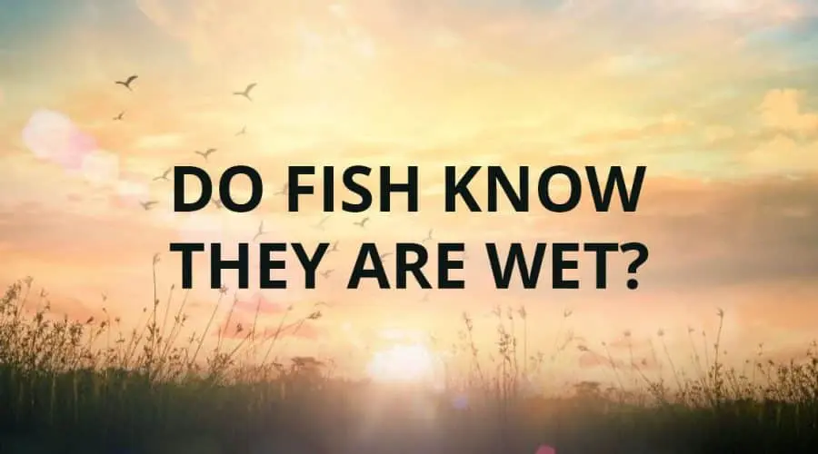 Do Fish Know They Are Wet?