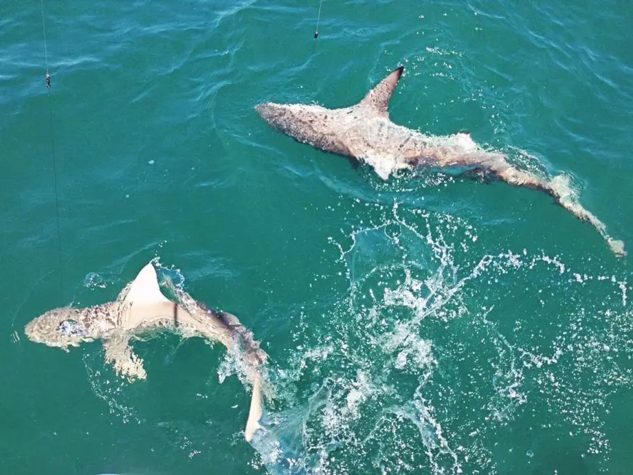two sharks port canaveral