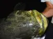 goliath grouper fishing charters in florida