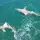 two sharks port canaveral