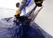 Pulling Sword Fish Out of Water