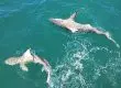 two sharks port canaveral