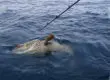 goliath grouper near cocoa beach florida