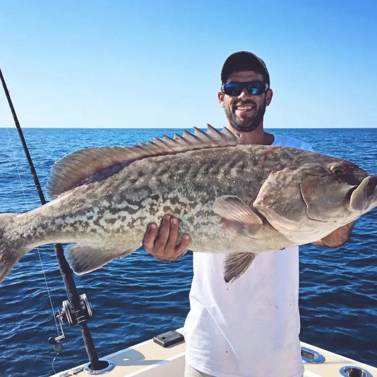 big grouper near cocoa beach