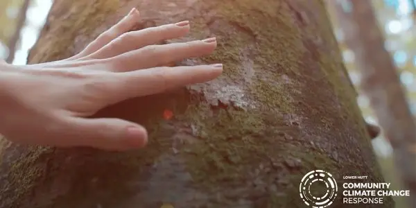 Hand touching a tree