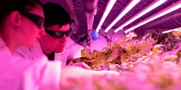 Indoor plant light and scientists