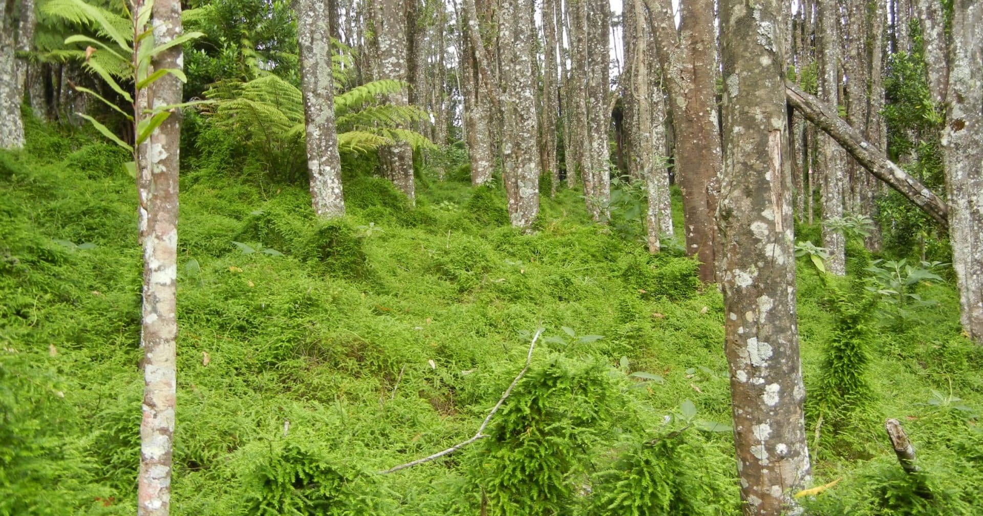 invasive species green plants new zealand