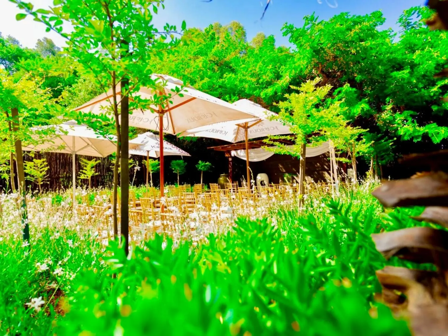 Olive Tree hide Wedding venue Johannesburg
