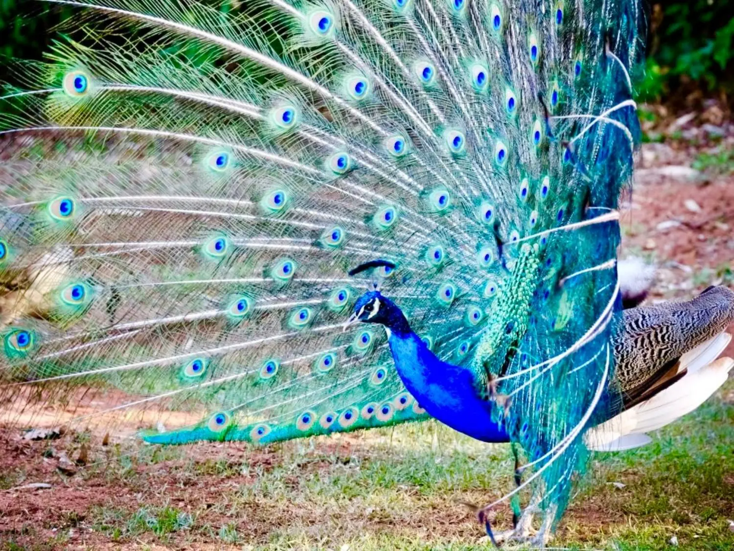 Peacock Room Wedding Venue Johannesburg