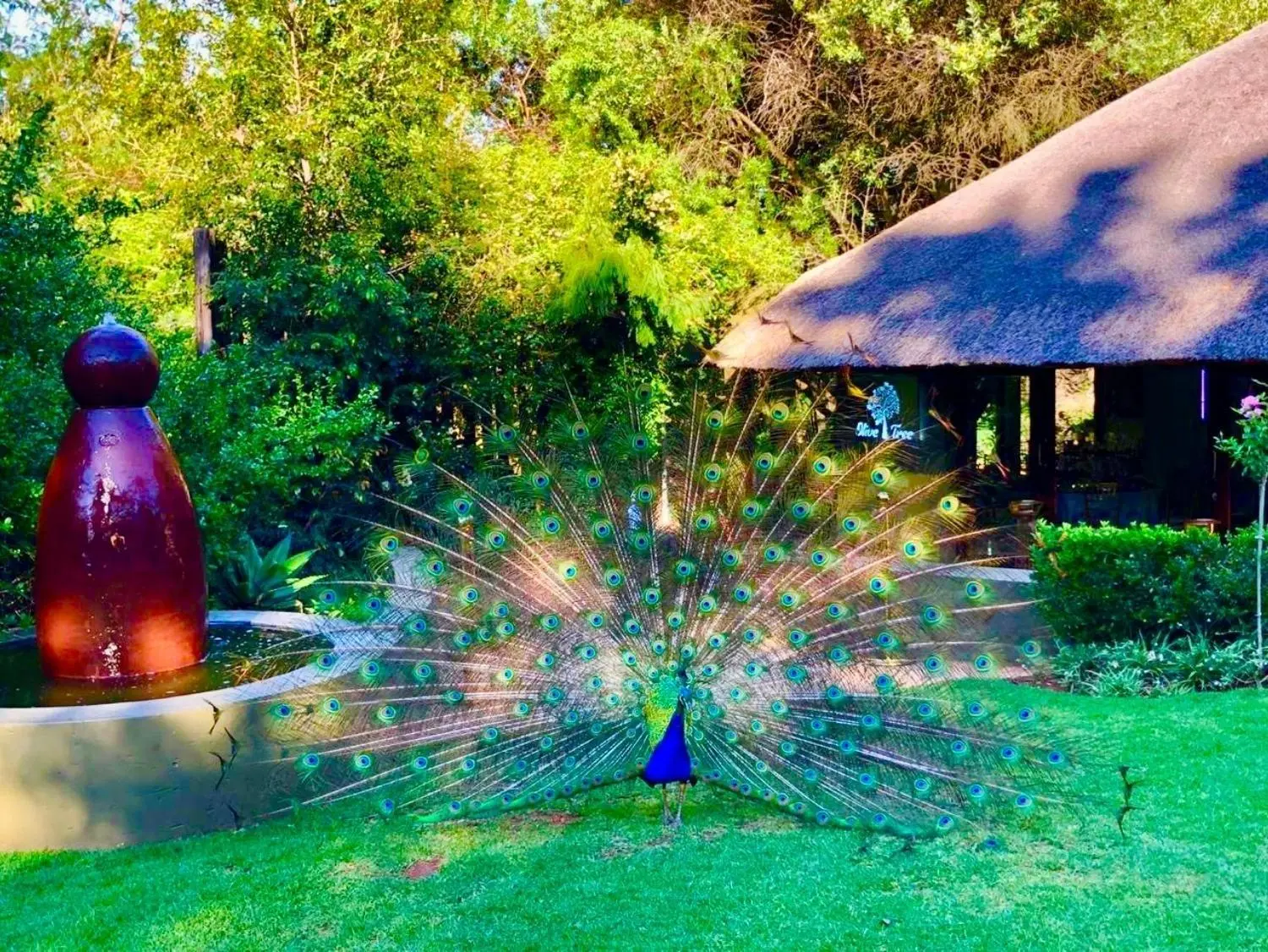 Olive Tree Hide Party Venue Johannesburg
