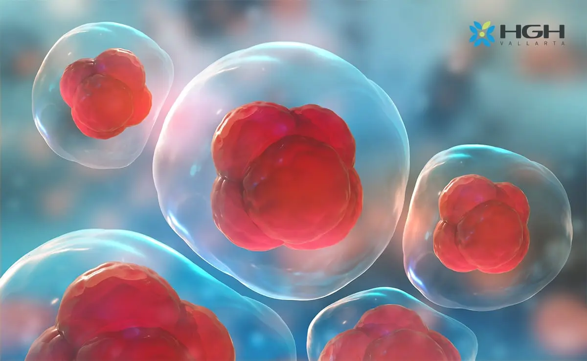 Why You Should Consider Stem Cell Therapy in Mexico? 2 Red Stem Cells Under a Microscope