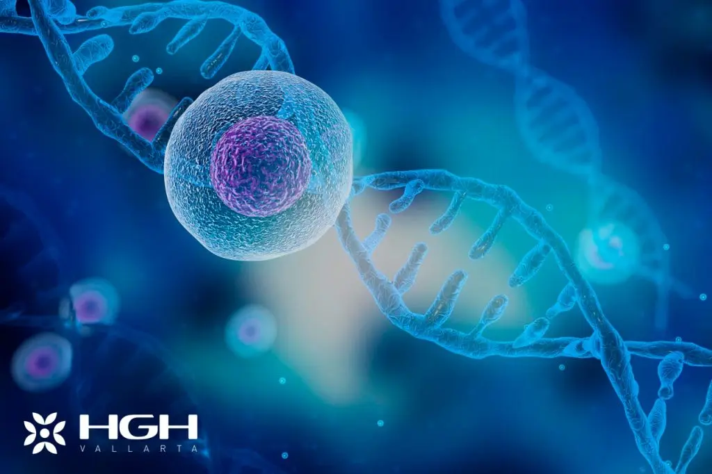 What Muscle Recovery Looks Like on HGH: A Timeline 1 HGH Muscle Recovery