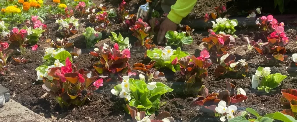 Best Landscape Design Practices for Seasonal Plantings 6 Landscape design showcasing best practices for colorful seasonal plantings