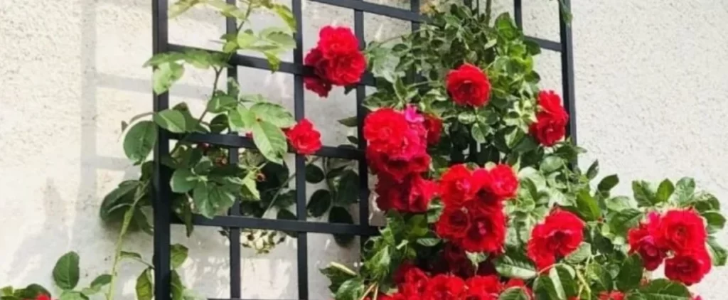 Climbing plants used in landscaping for decorative and aesthetic appeal