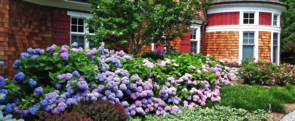 Endless Summer hydrangeas planted to boost curb appeal and enhance landscaping