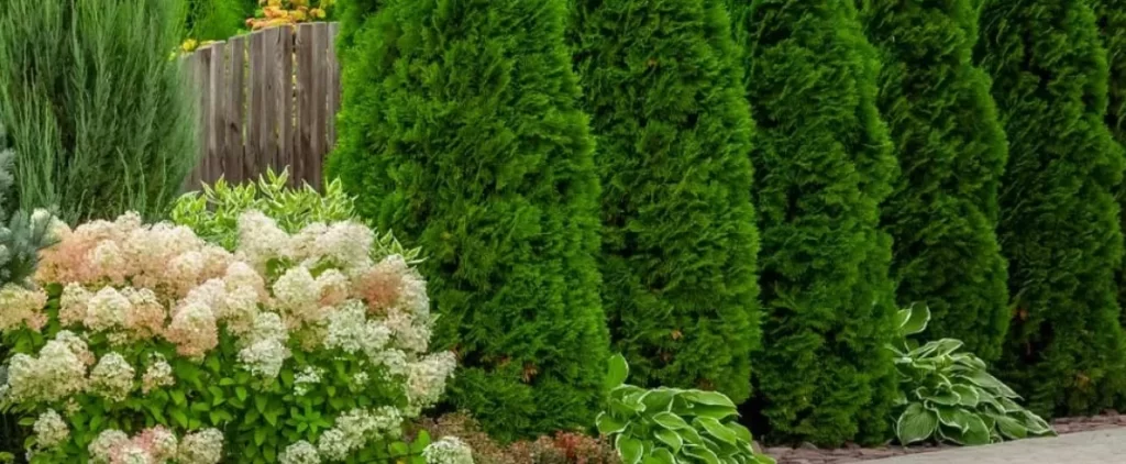 Evergreens and shrubs planted to enhance garden aesthetics and landscaping design