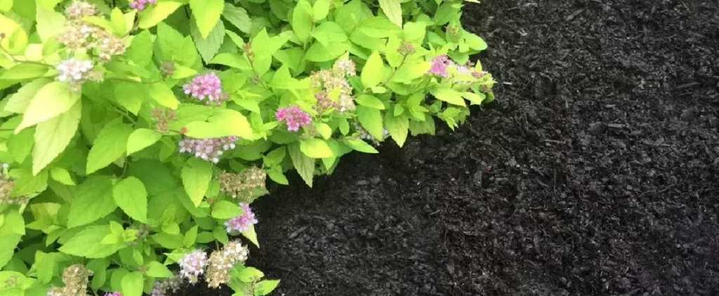 Laying Sweet Peet mulch to protect plants and add visual appeal