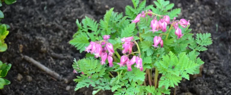 see the beauty of nature plantings rye scarsdale ny