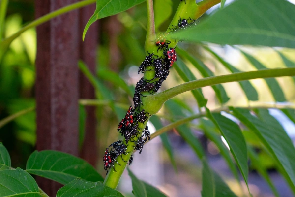 spotted lanternfly control westchester ny