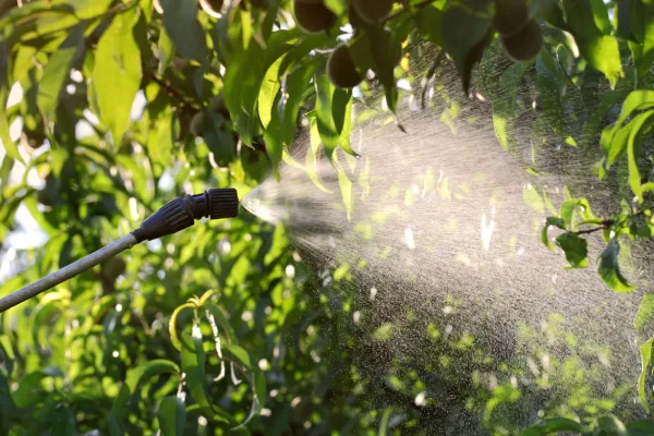 Anti-desiccant spray application protecting plants