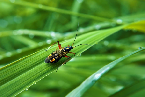 Effective chinch bug control service protecting lawns in Westchester, NY