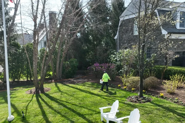 custom tree insect control westchester ny
