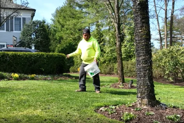 Lawn overseeding treatment improving seed-to-soil contact for stronger turf growth
