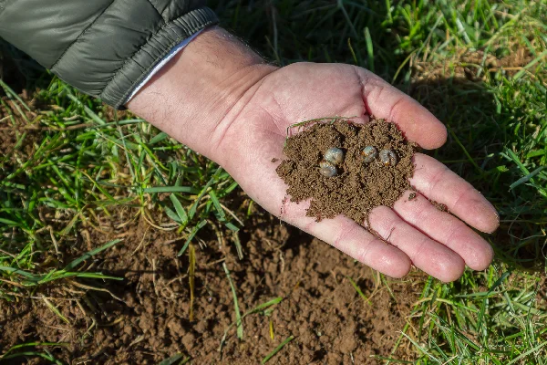 Lawn grub control treatment protecting grass roots from underground damage