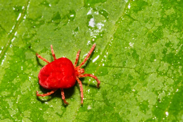 Targeted mite control treatment protecting turf from microscopic lawn pests