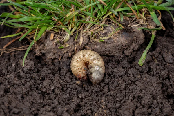 Preventative grub treatment helping maintain healthy, resilient turf