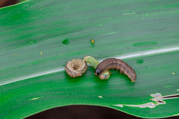 Professional armyworm lawn treatment preventing damage to grass in Westchester, NY