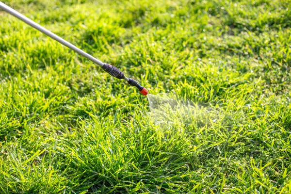 Professional lawn insect management service preventing pest-related turf damage