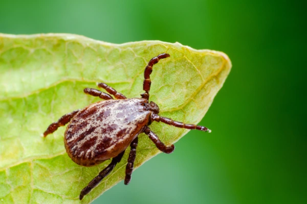 Professional mite management service preventing lawn damage