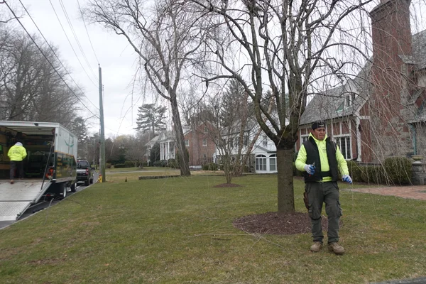residential tree pruning westchester ny