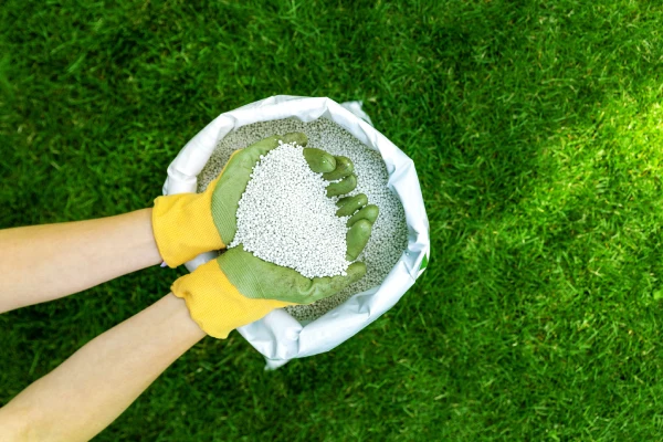 Seasonal grass fertilization treatment to promote thick, green lawns in Westchester, NY