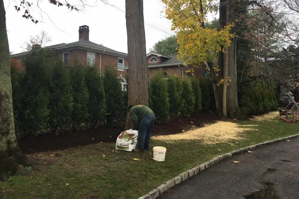 tree insect control westchester ny