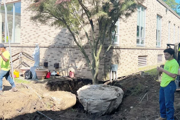 tree planting experts in westchester ny