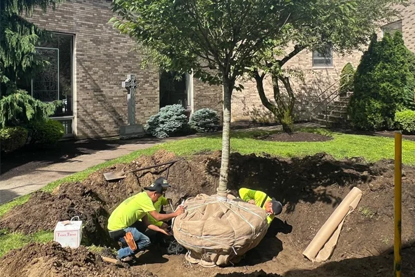 tree planting in westchester ny