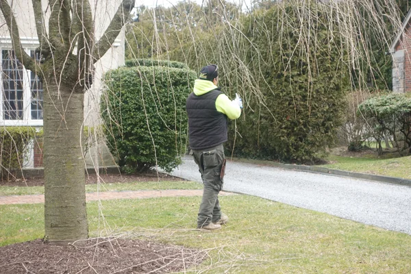 tree pruning westchester ny