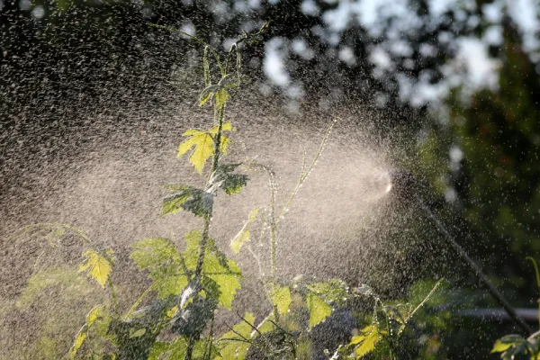 Winter plant protection spray reducing desiccation damage